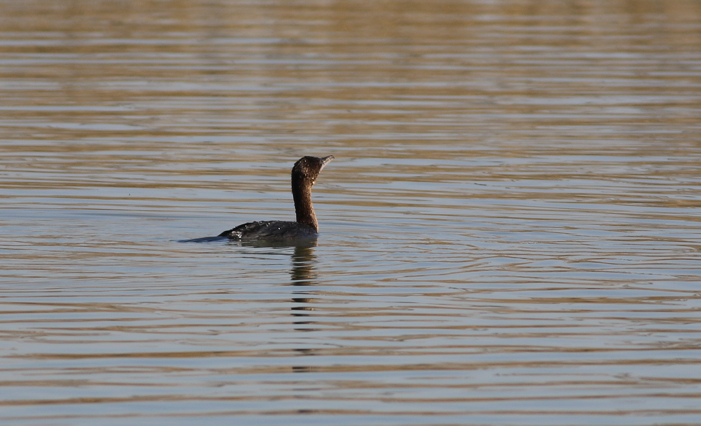 Pygmy Cormorant